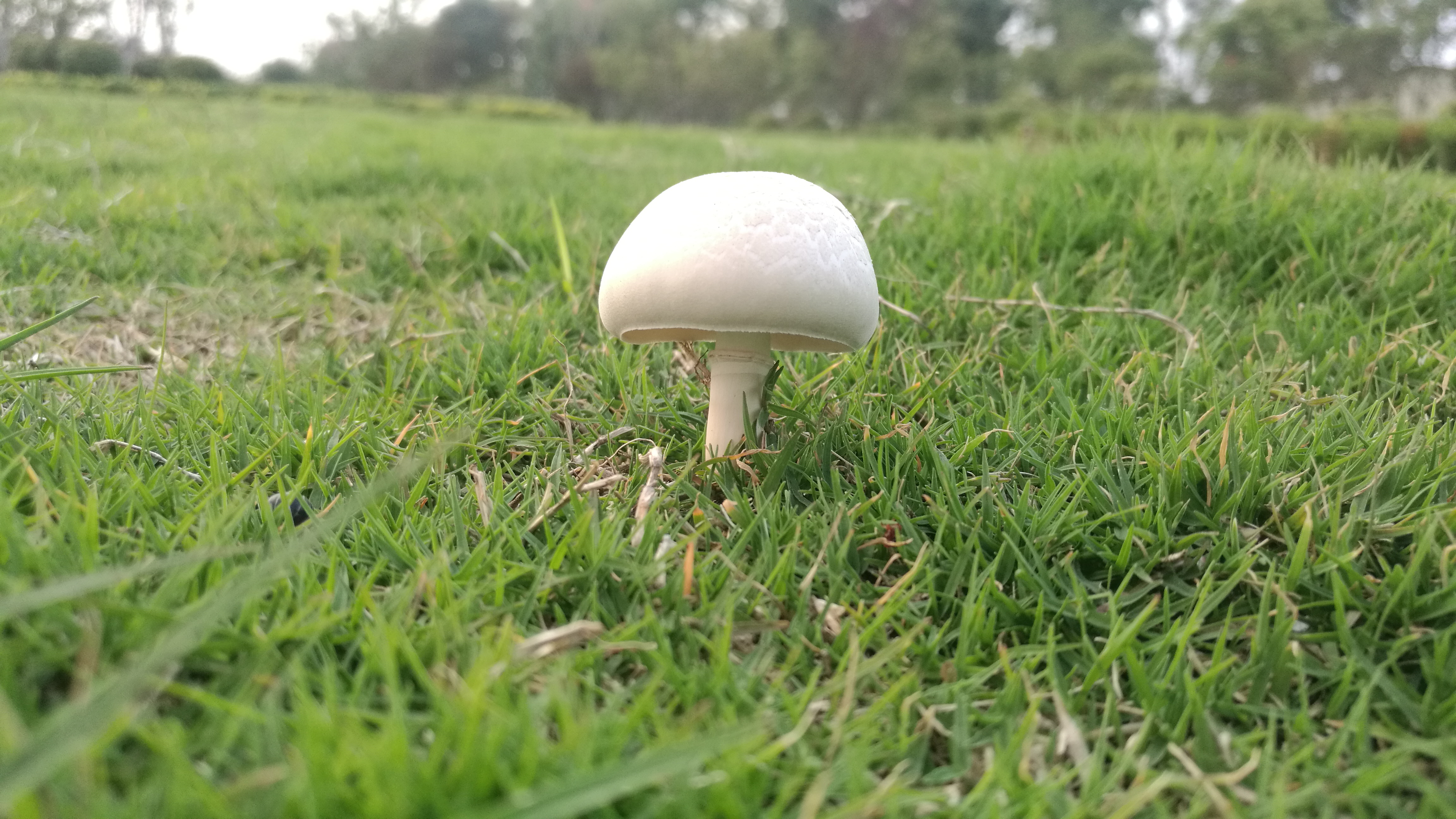 龙湖蘑菇.jpg